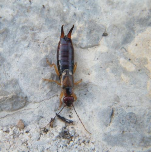 Forficula auricularia